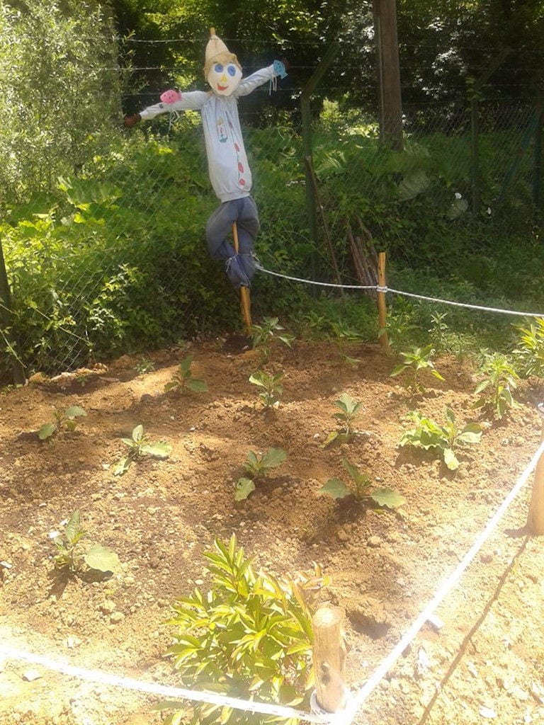 scarecrow front the wire fence in vegetable garden at 'Fresko' with trees in the background